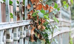 Fence with leaves